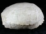 Large Fossil Tortoise (Stylemys) - Wyoming #22794-4